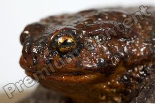 Toad - Bufo bufo 0023